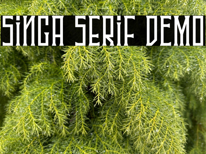 Singa Serif DEMO Example 3