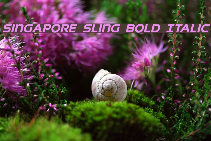 Singapore Sling Bold Italic Example 2