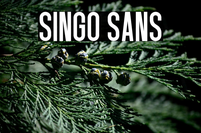 Singo Sans Example 3