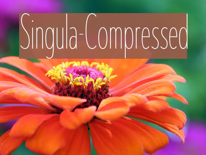 Singula-Compressed Font examples
