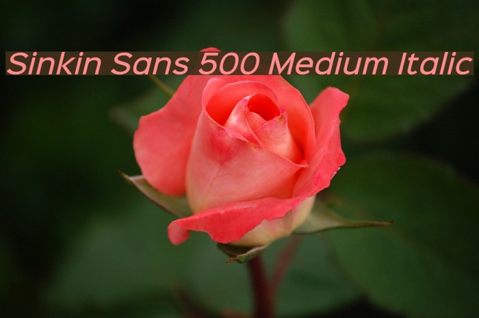 Sinkin Sans 500 Medium Italic لخطوط تنزيل examples