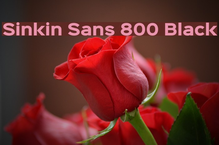 Sinkin Sans 800 Black Font examples