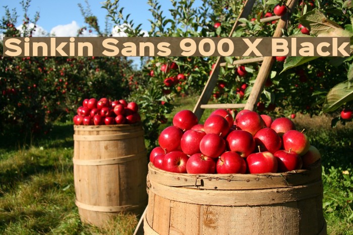 Sinkin Sans 900 X Black Example 3