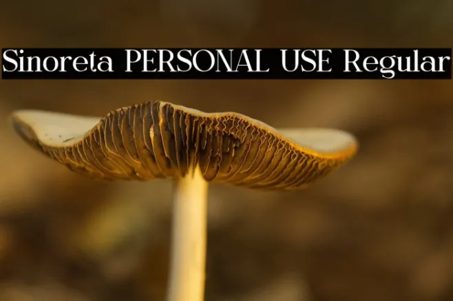 Sinoreta PERSONAL USE Regular Example 1