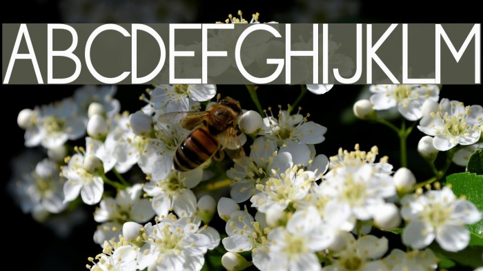 Siple Light Font examples