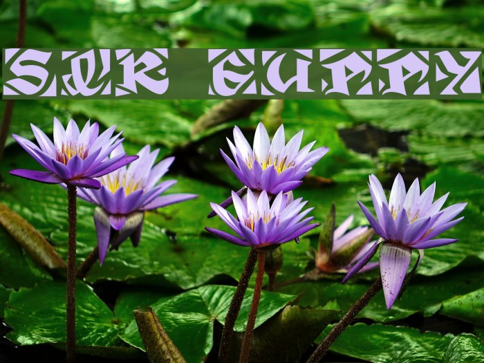 Sir Guppy Font examples