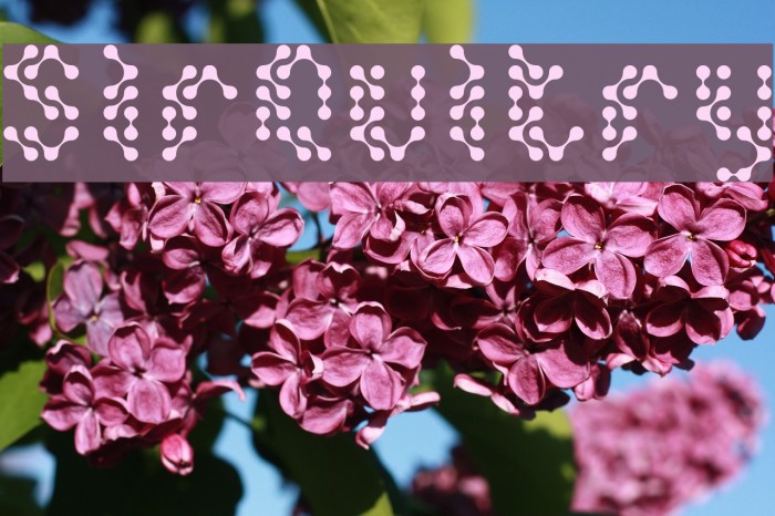 SirQuitry Шрифта examples