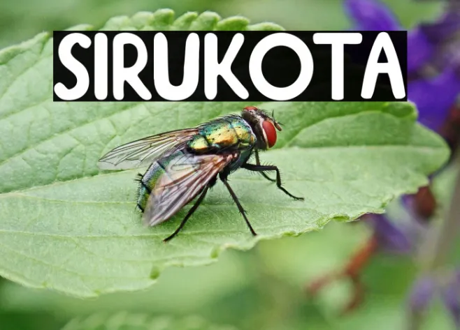 Sirukota Example 3