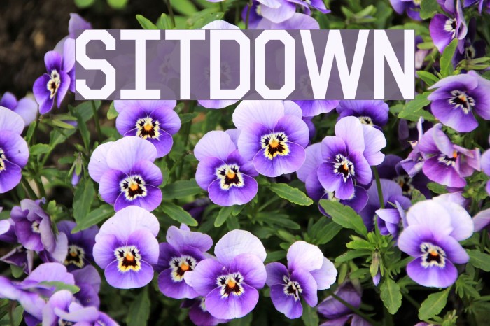 Sitdown Font examples