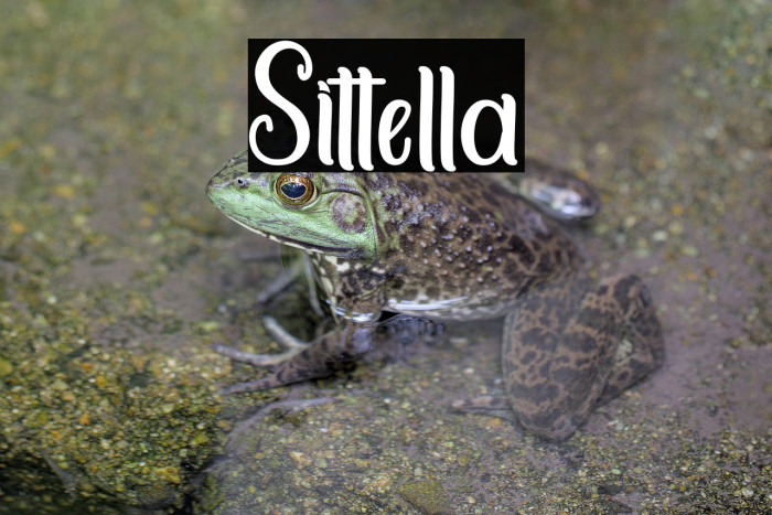 Sittella Example 2