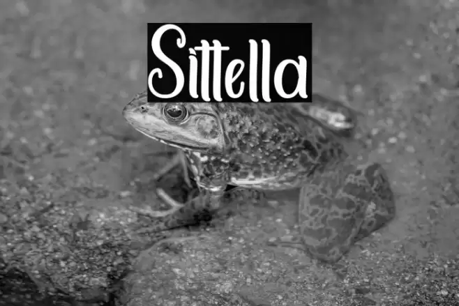 Sittella Font examples