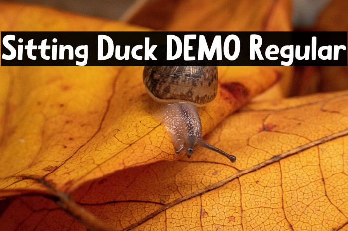 Sitting Duck DEMO Regular Example 3