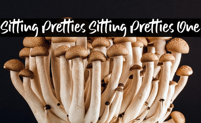 Sitting Pretties Sitting Pretties One Example 1