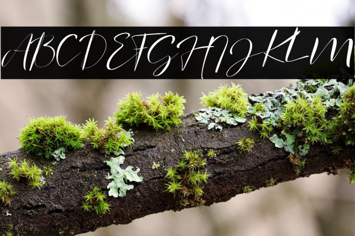 signature Photopedia Example 3