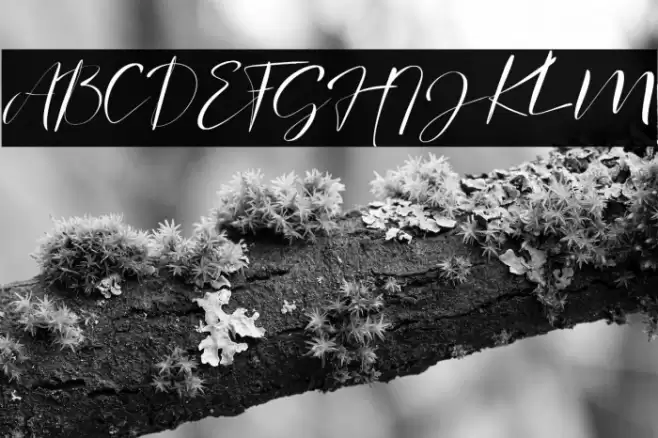 signature Photopedia Font examples