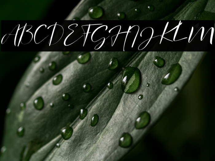 signature Photopedia Example 2