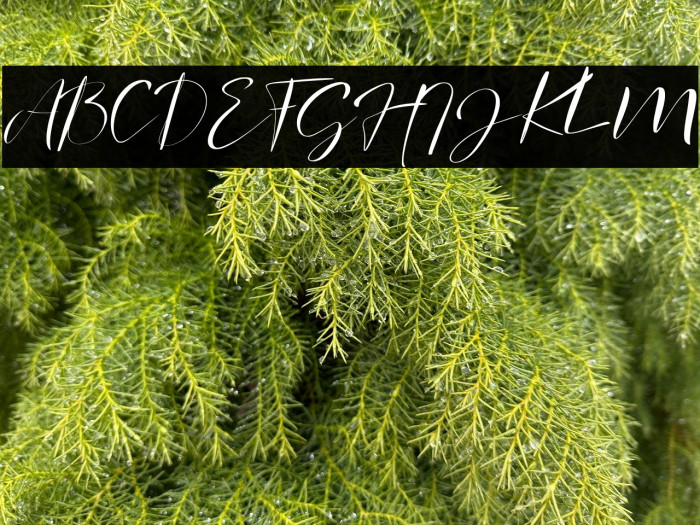 signature Photopedia Example 3