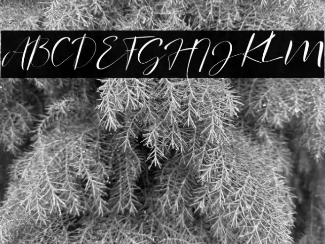 signature Photopedia Font examples