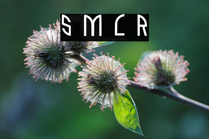 Sk Magot Caps Regular Example 3