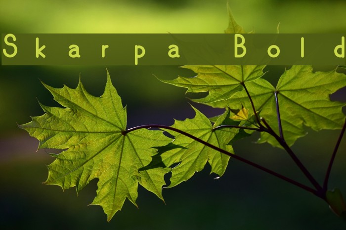 Skarpa Bold Font examples
