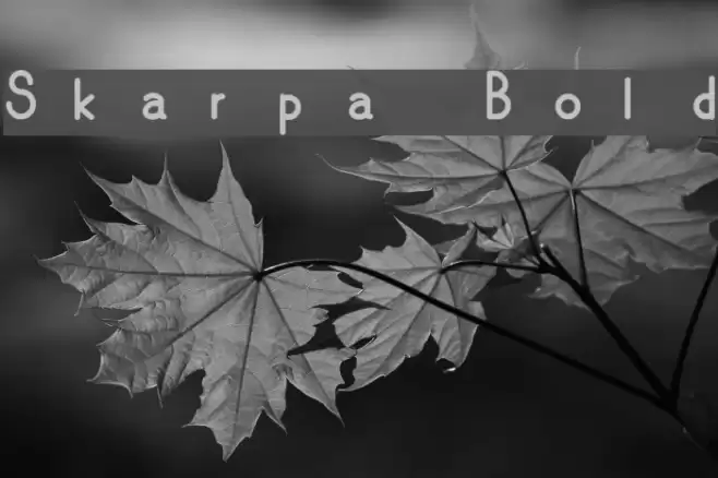 Skarpa Bold Fuentes examples