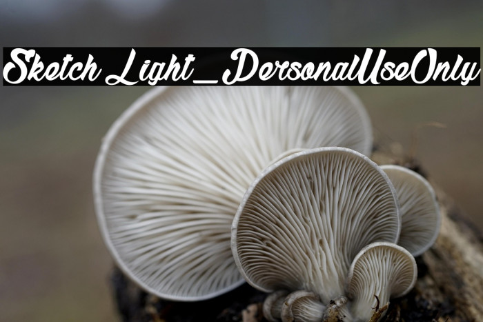 Sketch Light_PersonalUseOnly Example 2