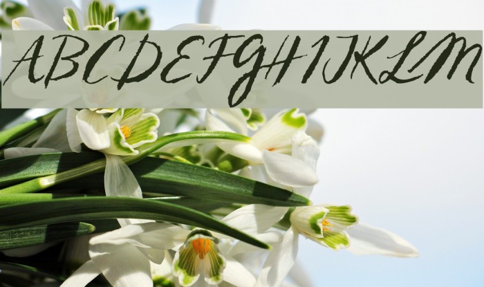 Sketch ScriptRegular Font examples