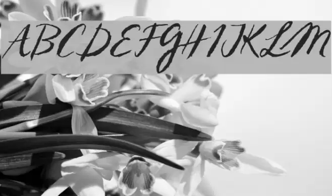 Sketch ScriptRegular Font examples