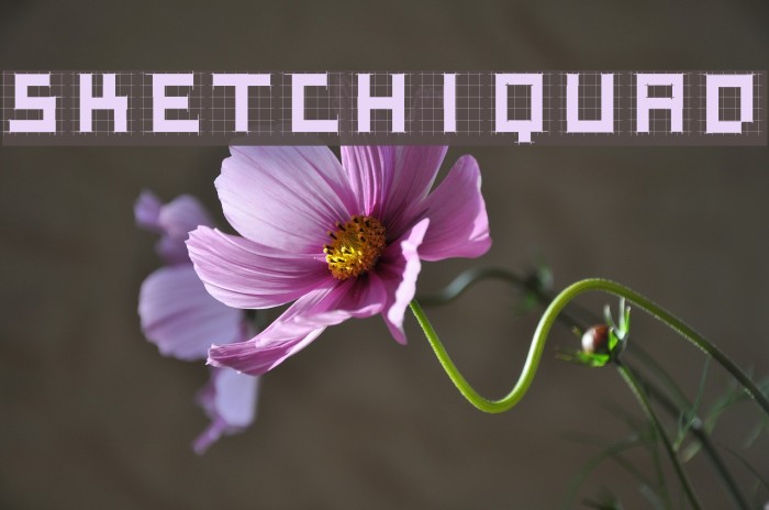 SketchiquaD Font examples