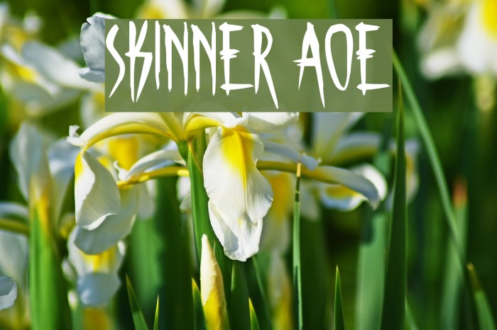 Skinner AOE Schriftart examples