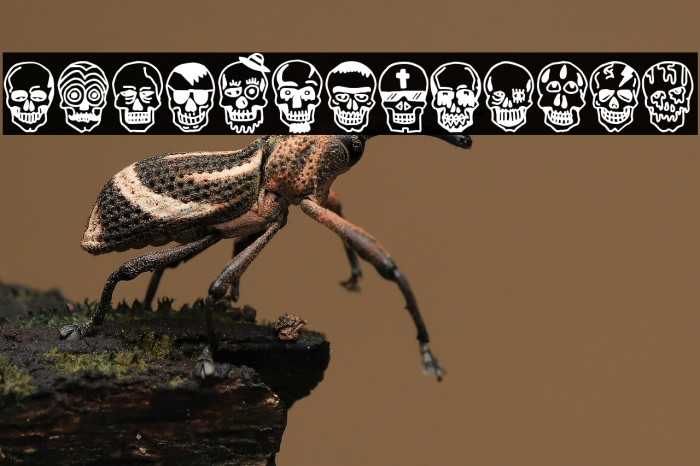 Skulls Party Icons Example 3