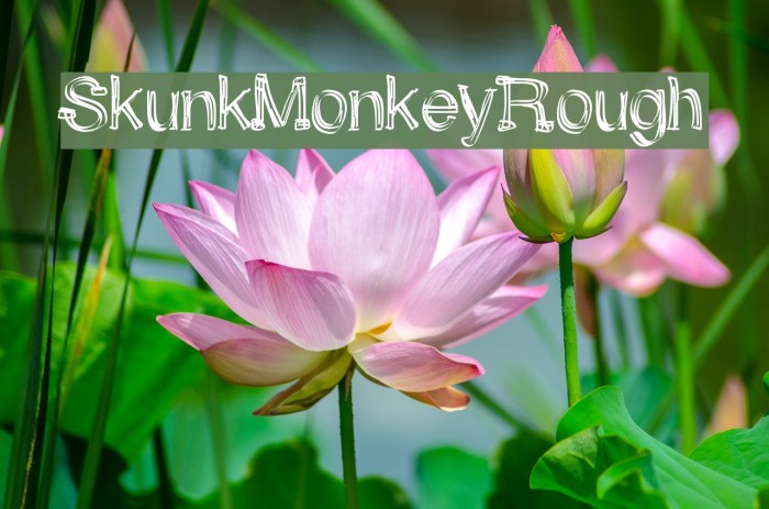 SkunkMonkeyRough Font examples