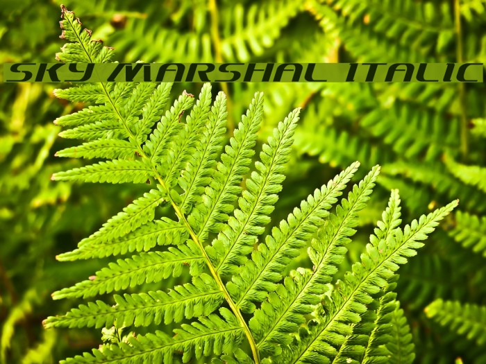 Sky Marshal Italic Example 1