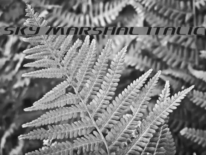 Sky Marshal Italic Font examples