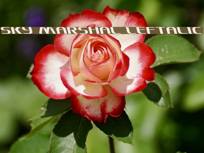 Sky Marshal Leftalic Font examples