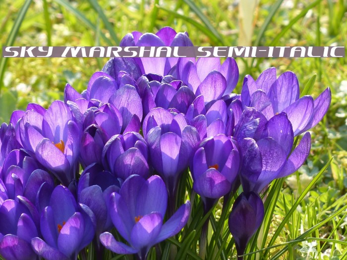 Sky Marshal Semi-Italic Font examples
