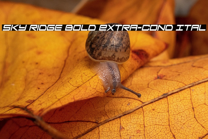 Sky Ridge Bold Extra-Cond Ital Example 1