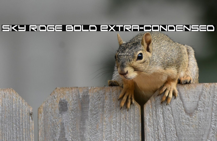 Sky Ridge Bold Extra-Condensed Example 3