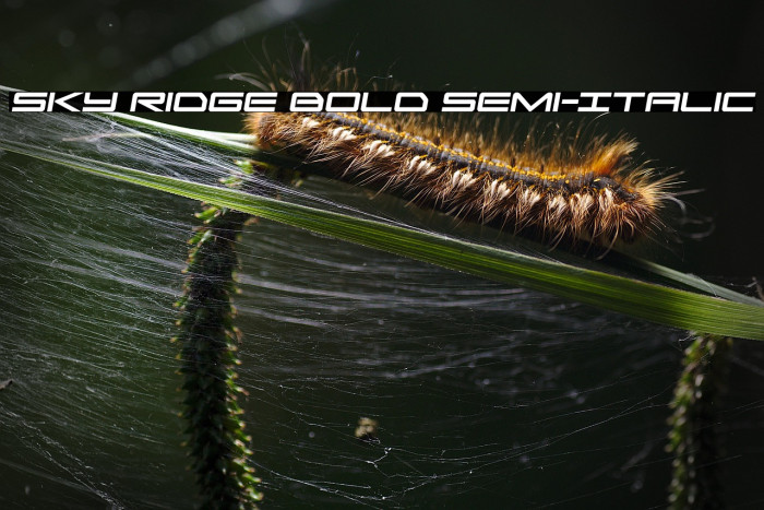 Sky Ridge Bold Semi-Italic Example 2