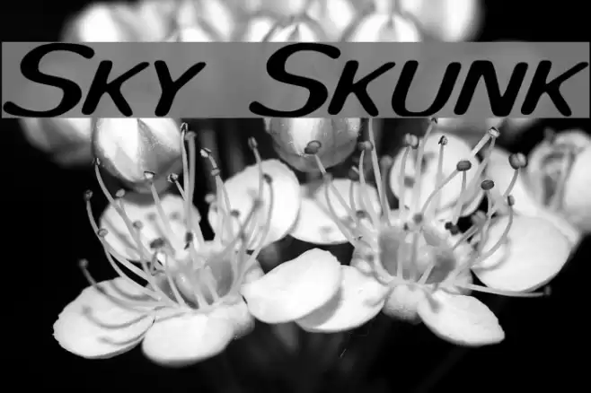 Sky Skunk Font examples