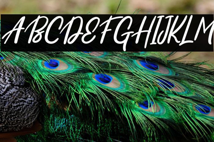 SkylightFREE Example 2