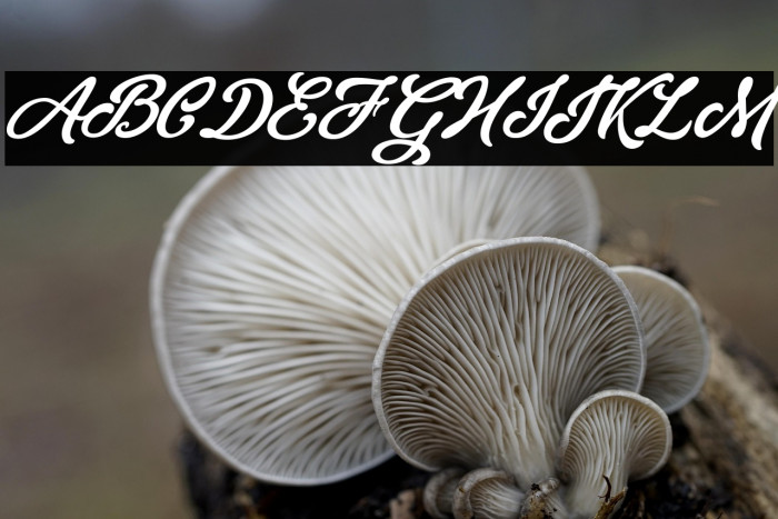 Skywalker Personal Use  Example 1