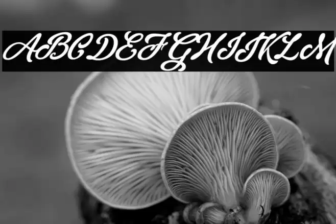 Skywalker Personal Use Font examples