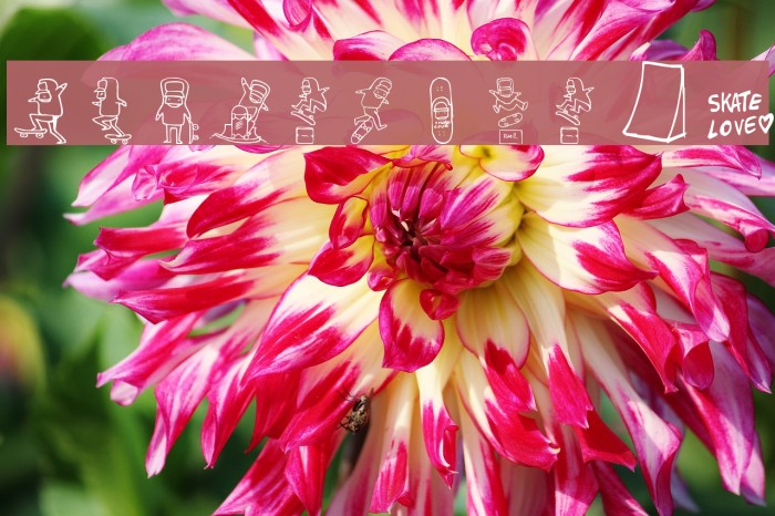 skatelove 2.0 Example 3