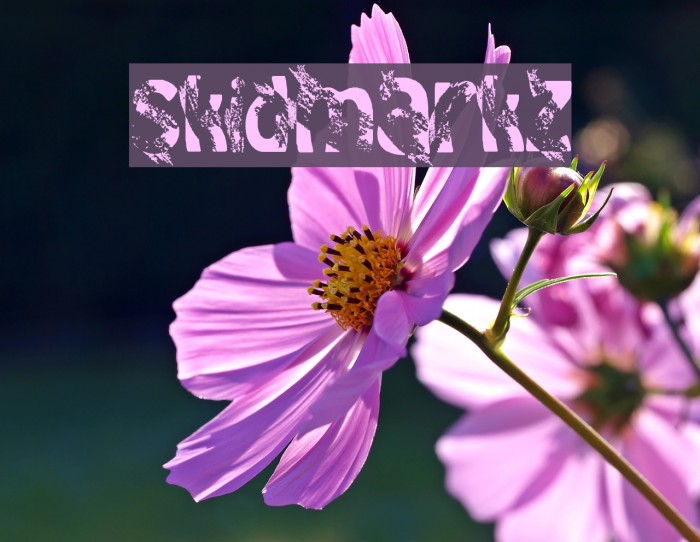 skidmarkz Font examples