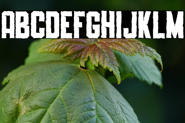 SLIMEDUNK ROUGH Example 1