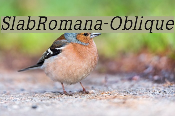 SlabRomana-Oblique Font examples