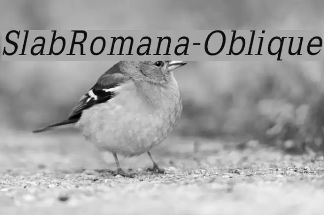 SlabRomana-Oblique Шрифта examples