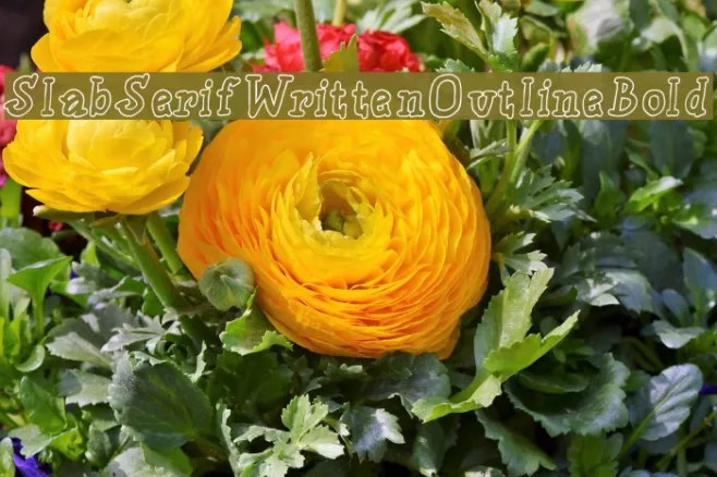 SlabSerifWrittenOutlineBold Example 2