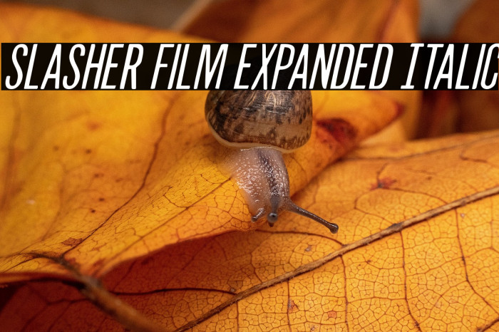 Slasher Film Expanded Italic Example 1